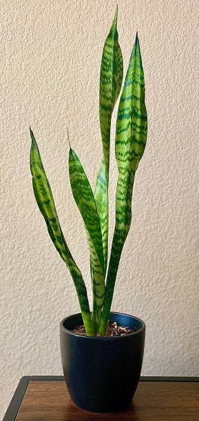 istock Snake Plant in Natural Lighting 1264171701