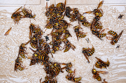 Exterminated bees (hornets), pest control