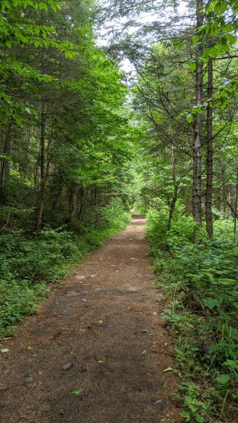 istock Jacques Cartier National Park Trail (ph8) 1264174304