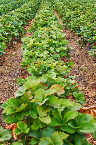 istock Strawberry plants in a field for picking yourself. 1264176011