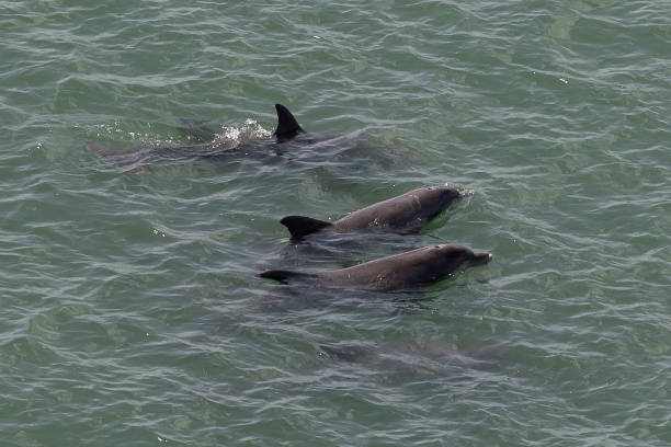 istock Porpoise 1264176088
