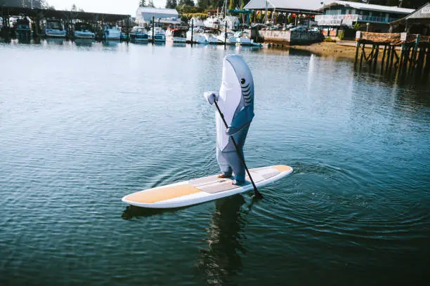 A person wearing a generic great white shark inflatable costume goes paddleboarding in the harbor.  A funny playful twist on shark and human interaction.