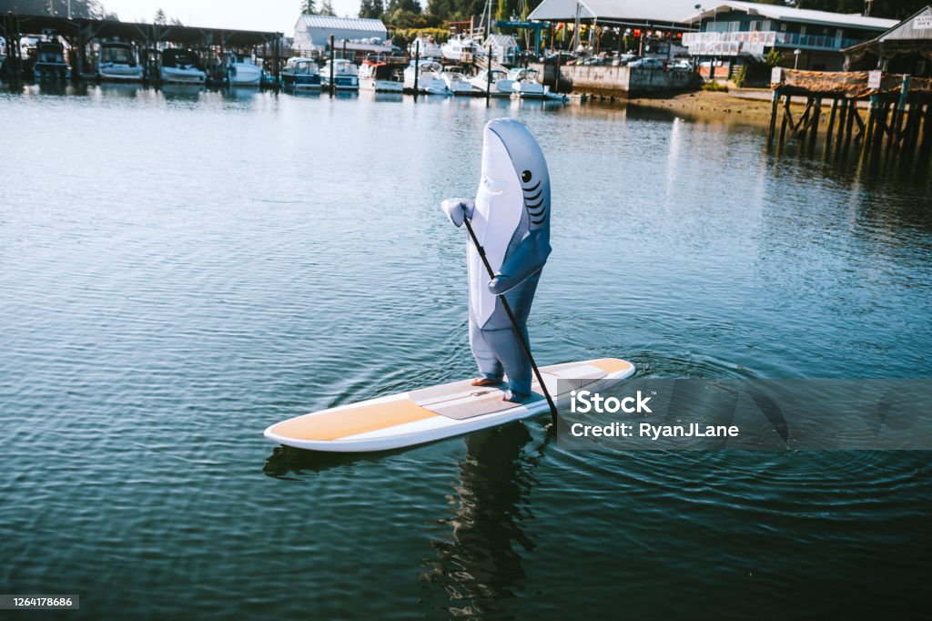 Great White Shark Riding on Paddleboard A person wearing a generic great white shark inflatable costume goes paddleboarding in the harbor.  A funny playful twist on shark and human interaction. Bizarre Stock Photo