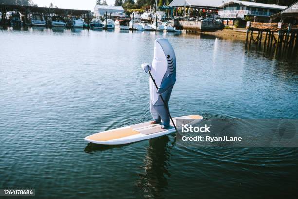 Great White Shark Riding On Paddleboard Stock Photo - Download Image Now - Bizarre, Humor, Shark