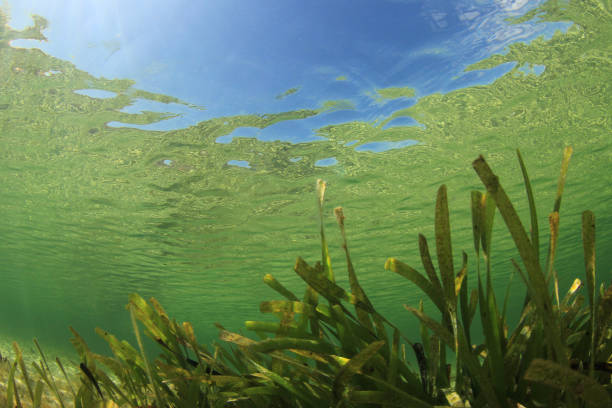 istock Underwater background blue water over green seagrass 1264180012
