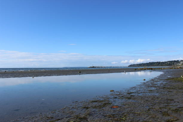 istock Beach in White Rock - Canada, Pacific ocean 1264180045
