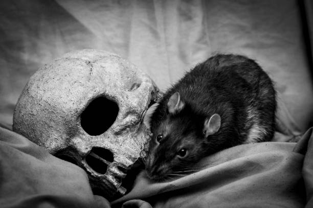 Pet Rat Human Skull Pet rat playing near old decayed human skull as plague concept epidemic stock pictures, royalty-free photos & images