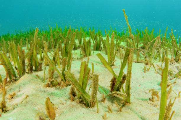 istock Underwater background blue water over green seagrass 1264181303