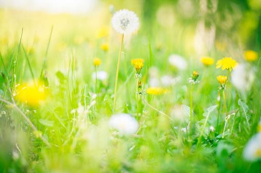 A beautiful view of dandelion flowerbed.
