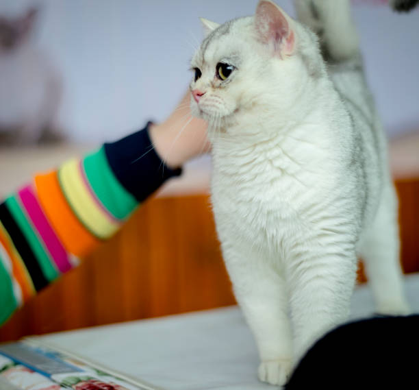 istock Kitten breed Burmilla Shorthair light smoky coloring 1264181554