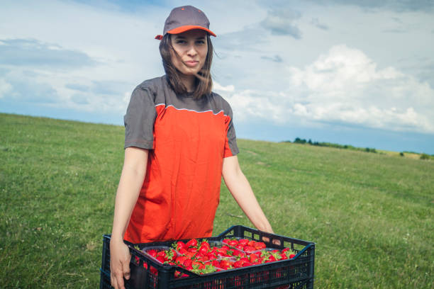 istock Hunt on strawberries; mission accomplished! 1264181563