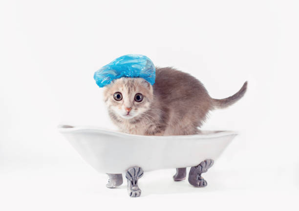 istock grooming gray kitten in a blue shower cap scared in a toy white ceramic bath on legs 1264183227