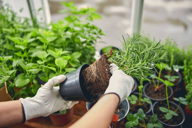 istock Qualified nursery worker replanting a potted plant 1264183339