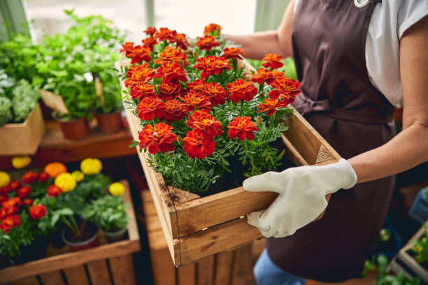 istock Woman in work clothes standing in a nursery 1264183357