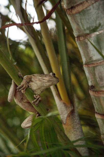 кубинское дерево лягушка остеопилус septentrionalis - camouflage animal frog tree frog стоковые фото и изображения