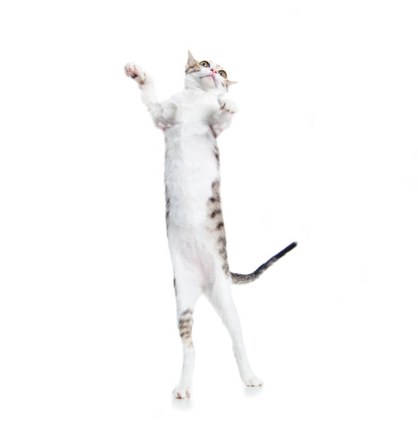 istock funny cat are standing and dancing 1264184279