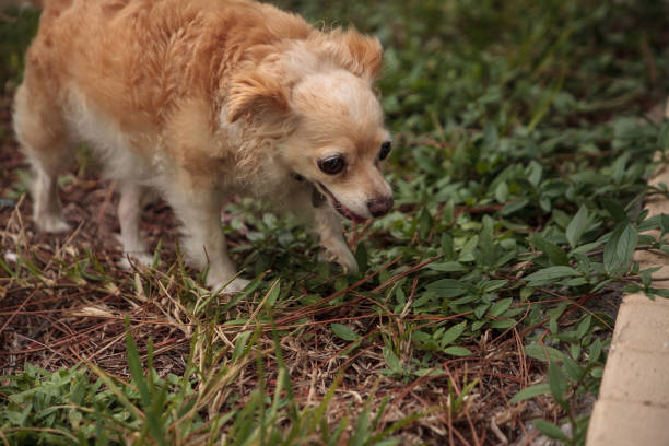 istock Curious blond Chihuahua dog explores a tropical garden 1264184285