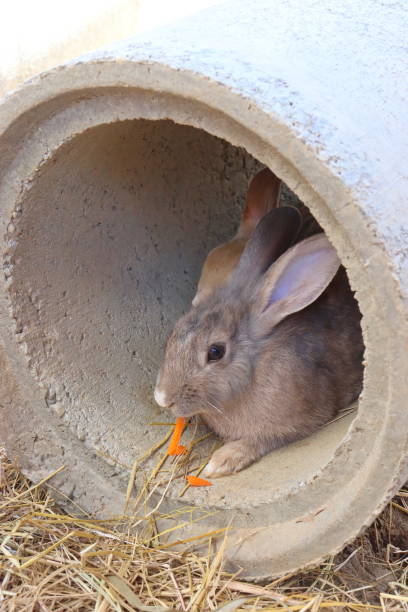 istock A rabbit is sitting and eating orange carrots in a hollow 1264184677