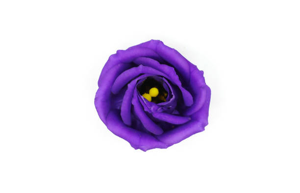 istock purple lisianthus isolated in white background 1264185503