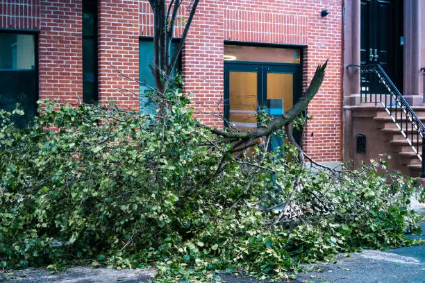 Photo of large broken tree branch laying on the ground in West Village, NYC after a storm.