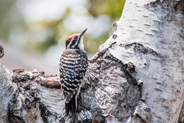 Low angle view of one Northern Flicker searching for insects on a wooden utility pole in Metro Vancouver. Spring afternoon with overcast skies.