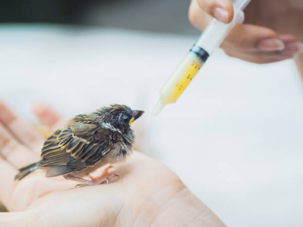 istock People feed food to sparrow bird 1264186524