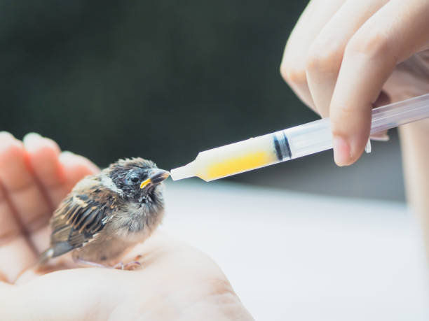 istock People feed food to sparrow bird 1264186549