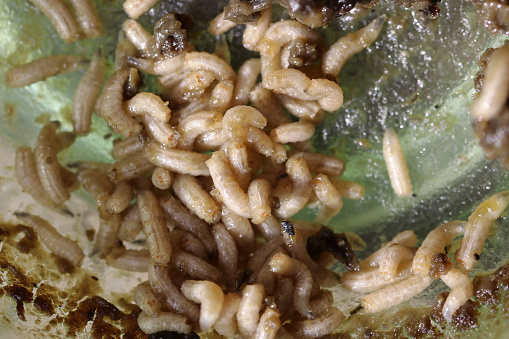 When flies lay eggs on food, white maggots hatch after a few days. Fly maggots on food
