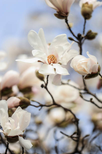 magnolia - sweet magnolia tree blossom white stock-fotos und bilder