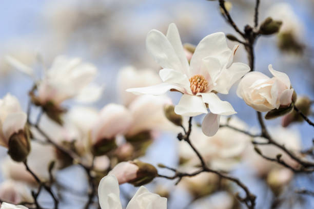 magnolia - sweet magnolia tree blossom white stock-fotos und bilder