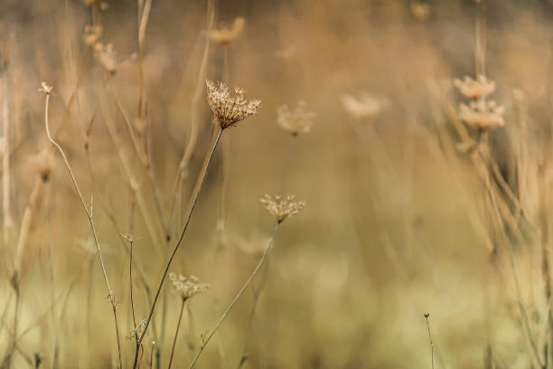 istock Autumn flower field 1264187479
