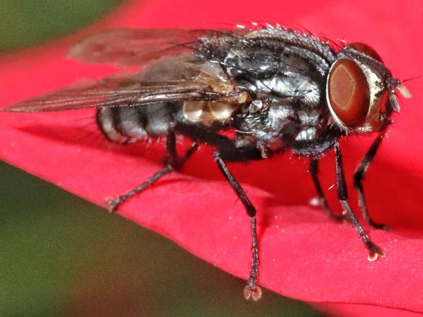 istock Macro photo of a housefly 1264187558