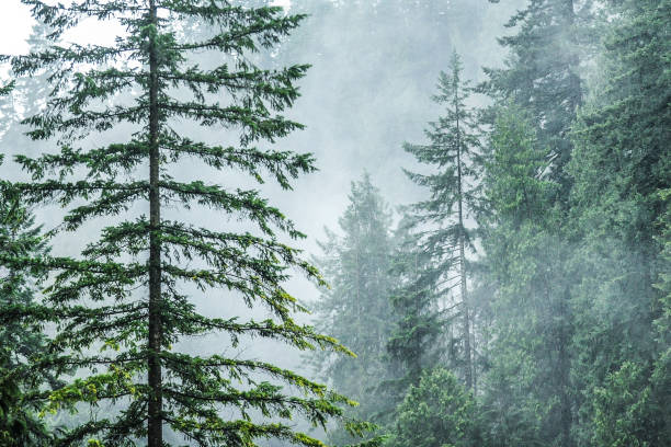 istock Evergreen trees in fog 1264187648
