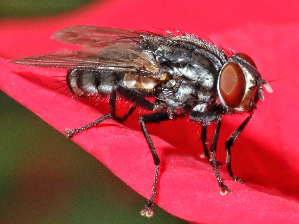istock Macro photo of a housefly 1264187675