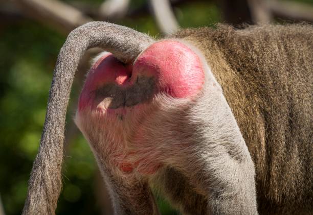 cerrar la parte trasera de la nalga de salvaje hamadryas baboon - quit scene fotografías e imágenes de stock