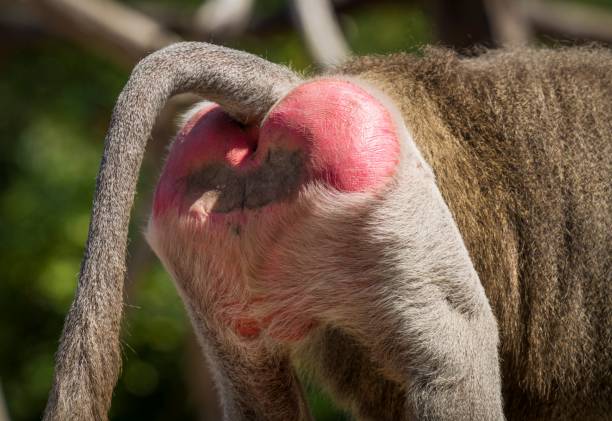 close up rear end buttock of wild Hamadryas Baboon This macro image shows the rear end buttock of a wild Hamadryas Baboon. baboon photos stock pictures, royalty-free photos & images