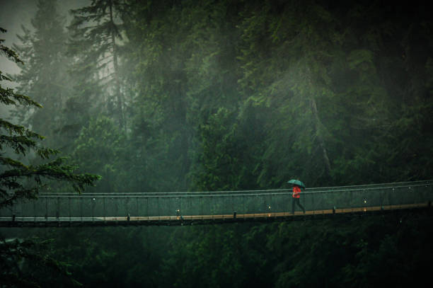 ponte suspensa capilano - vancouver suspension bridge bridge people - fotografias e filmes do acervo