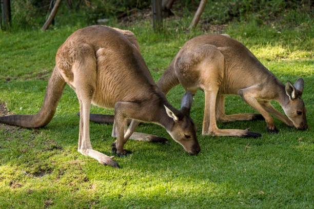 pair of wild western gray kangaroos feeding stock photo