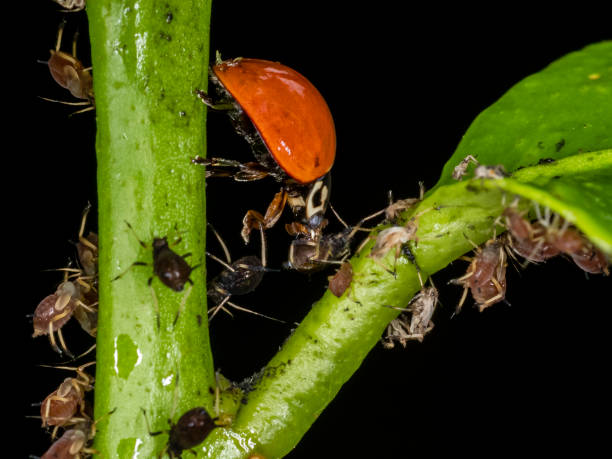 istock Ladybug eating aphid, great friend of crops, fights various pests 1264189289