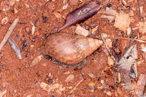 istock African snail (Achatina fulica) is a gastropod mollusk with a brown conical shell or light mottled shell. Native to Africa. Achatina fulica is a pulmonary terrestrial mollusk 1264189377