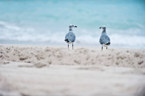 Love birds Love birds seagull photos stock pictures, royalty-free photos & images