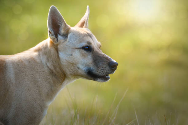 Juvenile Dingo (Canis lupus dingo) Young Australian native dingo on the prowl in grassland prowling stock pictures, royalty-free photos & images