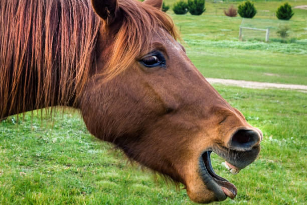 istock Chestnut Horse Smiling 1264194188