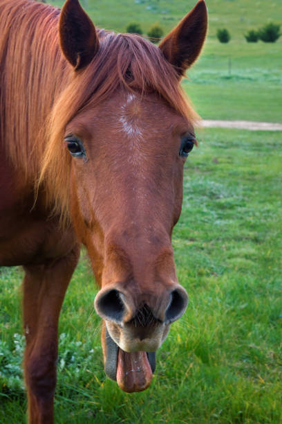 istock Chestnut Horse Smiling 1264194198