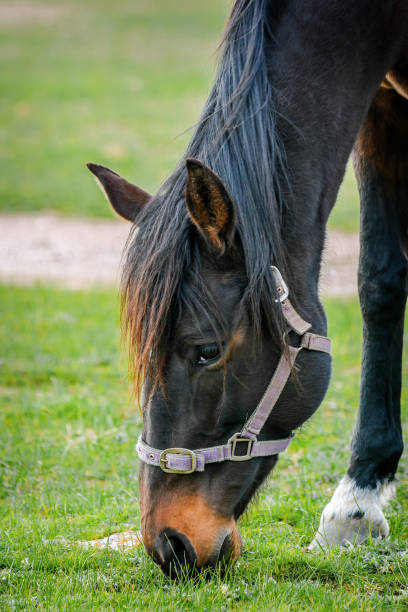 istock Chestnut Horse grazing 1264194231
