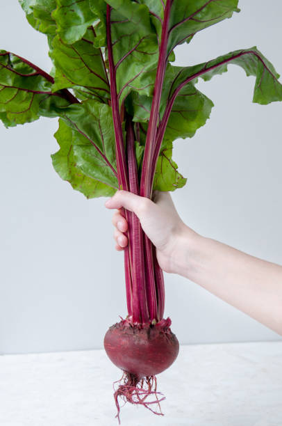 istock Hand holding the tops of young beets 1264194546