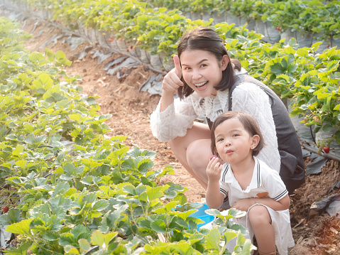 Portrait of asian family mother and child are eating fresh strawberry in the farm.