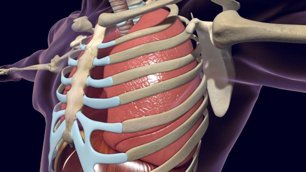 istock Lungs Human Respiratory System Anatomy For Medical Concept 3D 1264196255