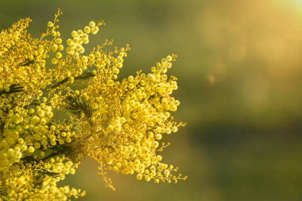 Australian native wattle flowers