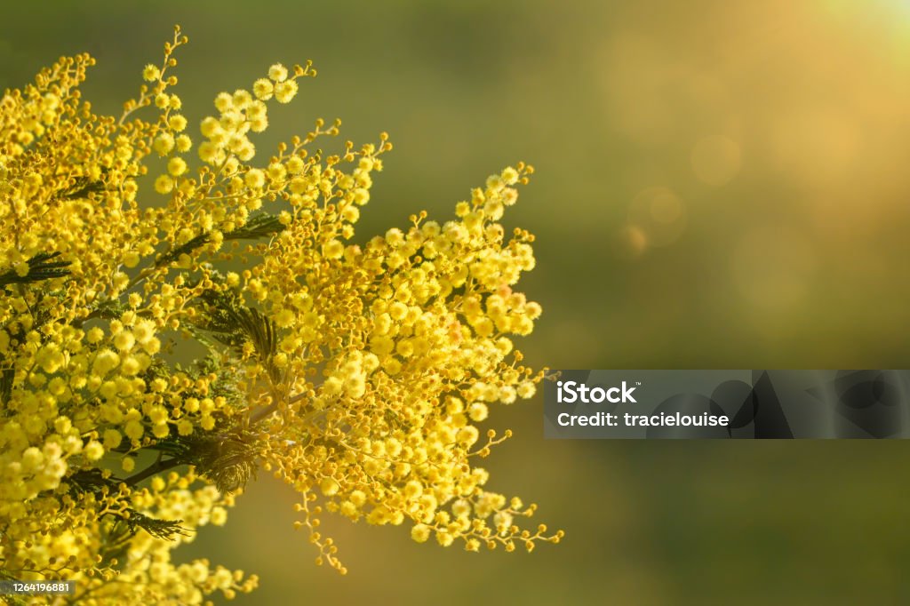 Australian native wattle flowers Bright yellow Australian acacia flowers Australia Stock Photo